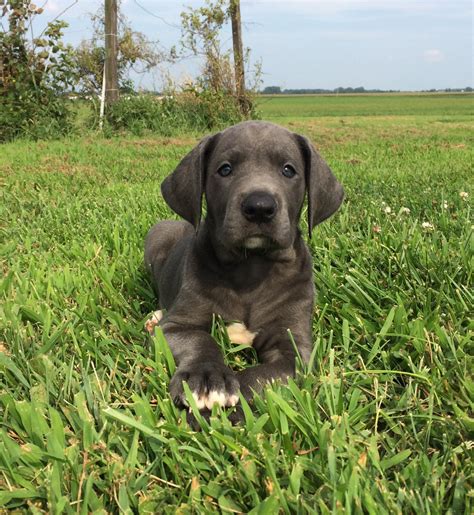 Both can be seen as are family pets. . Great dane puppies for sale in ohio